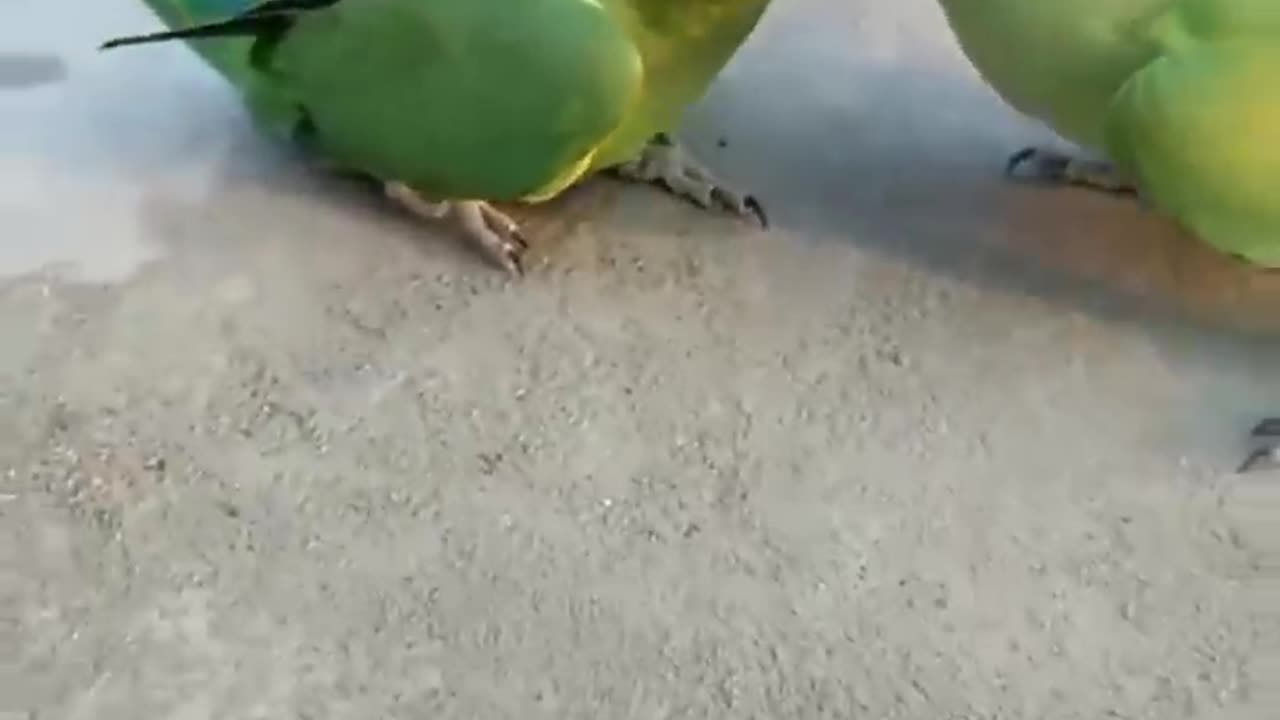 Miyan Mitthu parrot talking in sweet Voice talking #parrot #shorts