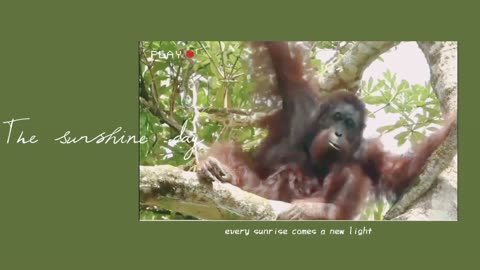 Orang utan