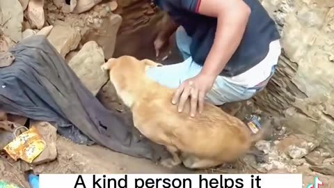 Dog thinks puppy is alive under the Earthquake in Turkey and it is alive