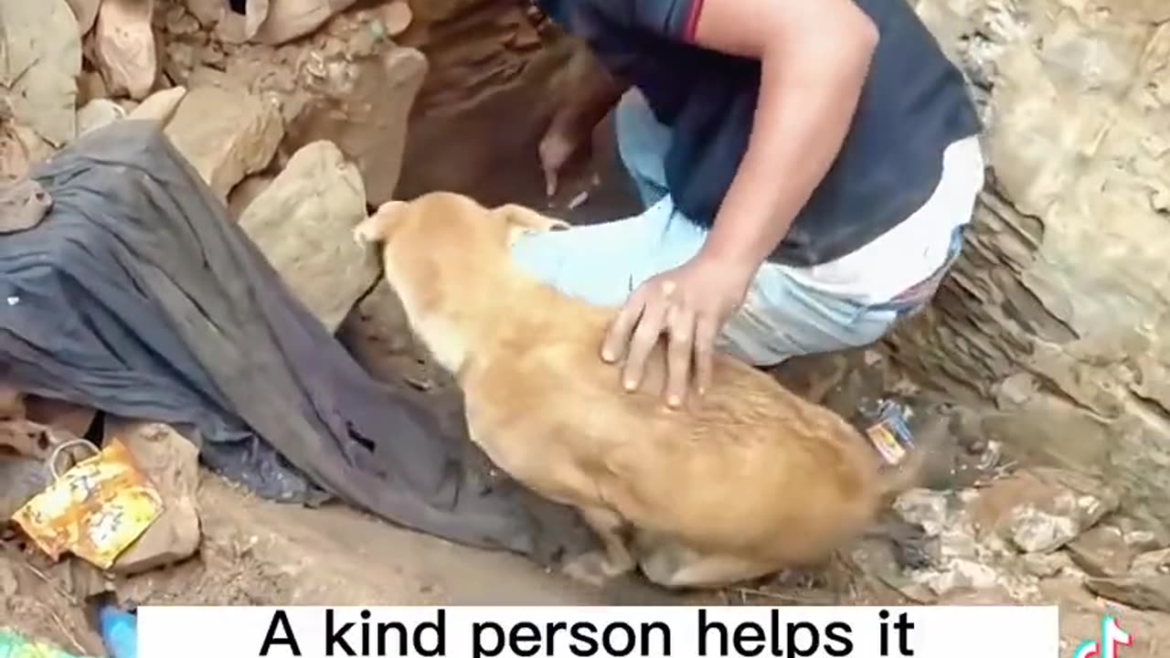 Dog thinks puppy is alive under the Earthquake in Turkey and it is alive