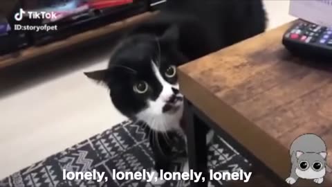 Talking cats! Funny cats animals speak compilation