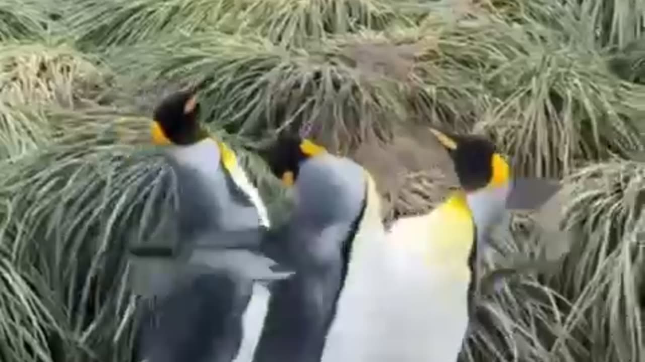 funny animals