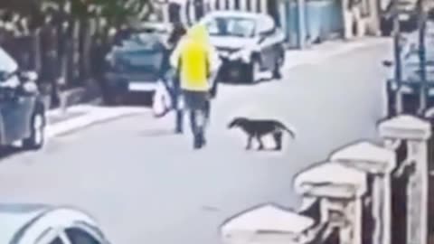 viral videos, smart dogs, smart animals, funny videos, bag thieves, animal world,