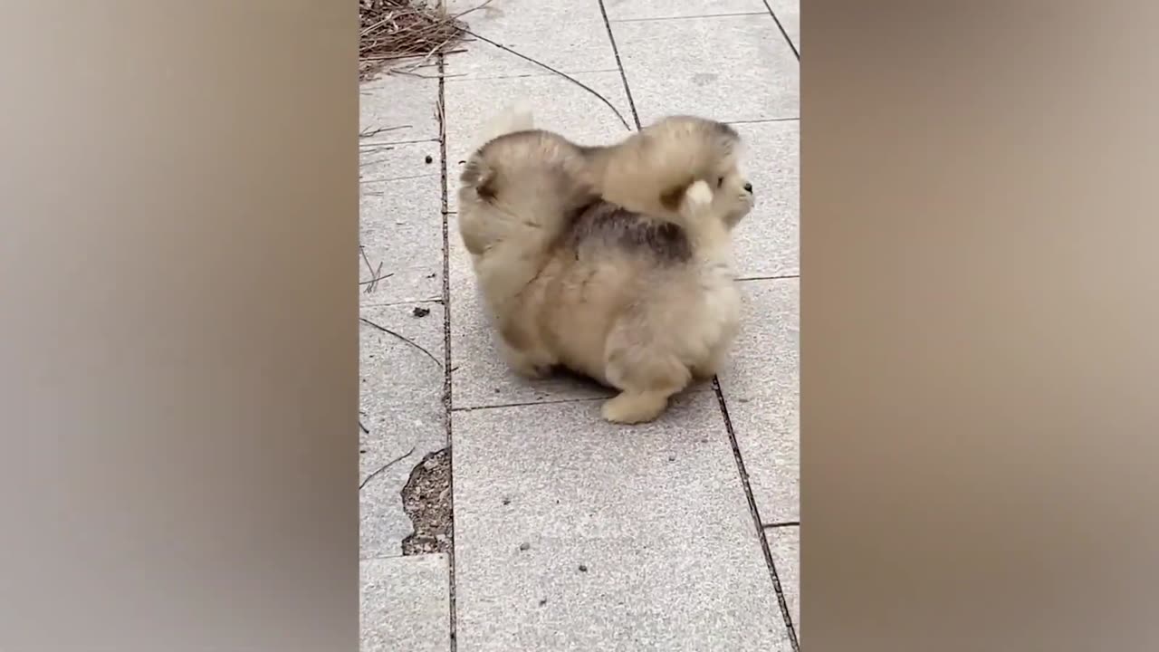 WOW ! Check these funny Animals