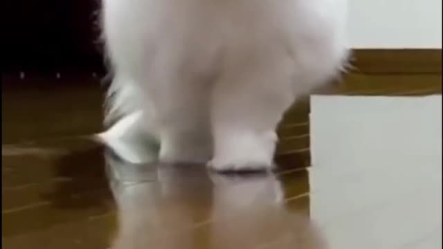 Funny Animal Compilation 2023 - Cute Funny Background Music