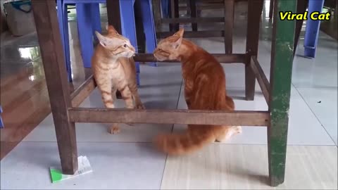 Cats Fighting and Meowing - These Two are Bloody Brothers _ Viral Cat