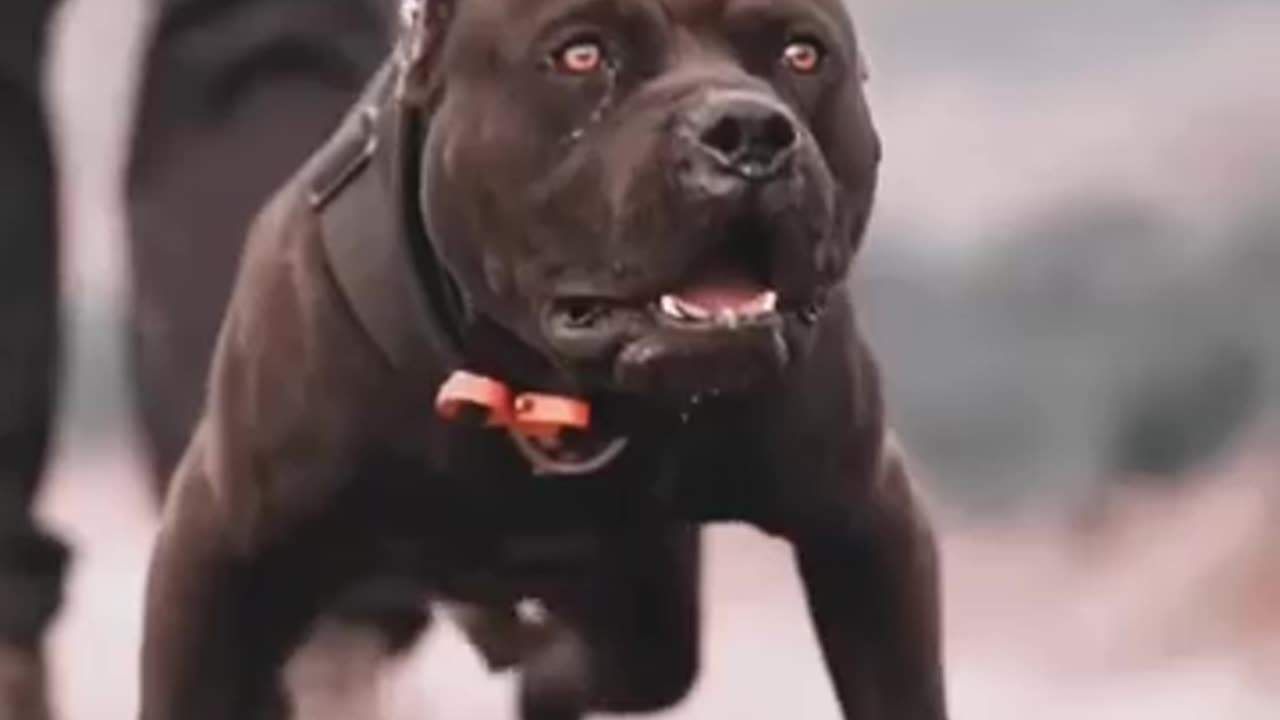 American Bully Vs Pitbull . what's the difference?