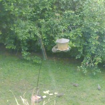 Squirrel and birds loves my bird feeder ❤️