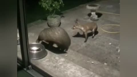 american badger attacks fox without mercy