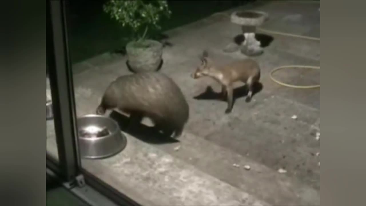 american badger attacks fox without mercy