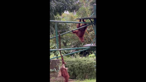 Muslim Orangutan Conforms to the Patriarchy by Wearing Hijab at Malaysian National Zoo