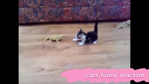 funy cat compilation