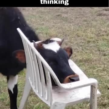 Wow How Did He Get Head Stuck In That Chair