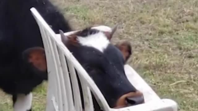 Wow How Did He Get Head Stuck In That Chair