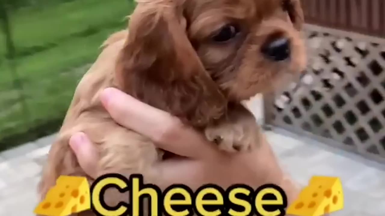 Adorable Puppies - check them out