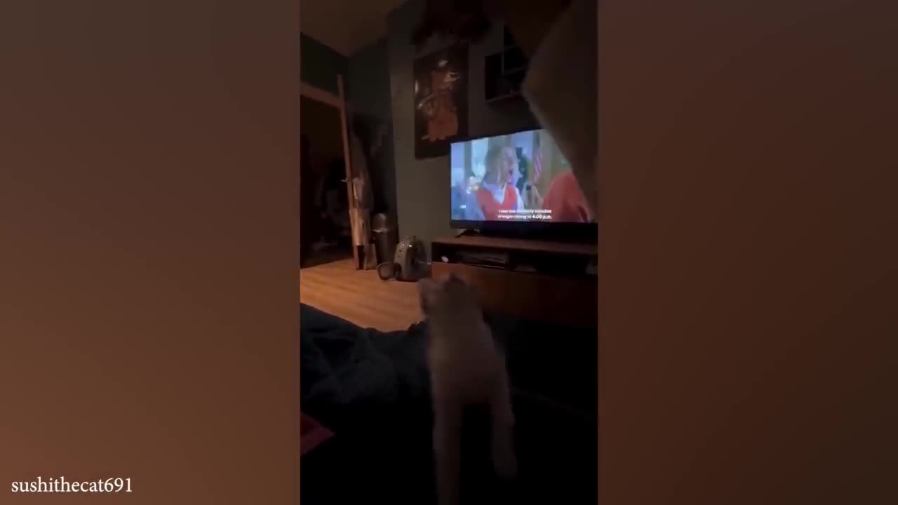 funny cats