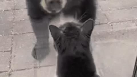 Cute Cat Gif