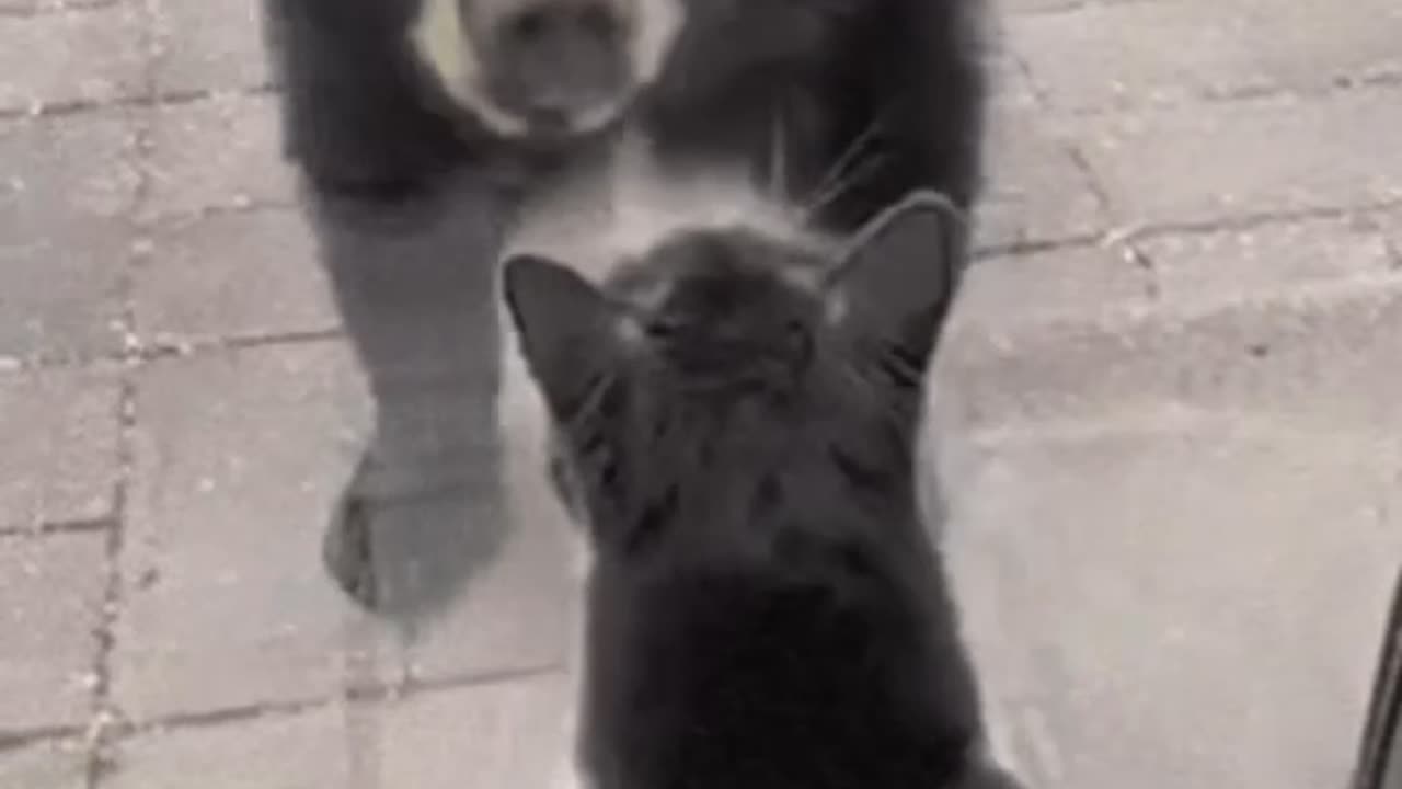 Cute Cat Gif