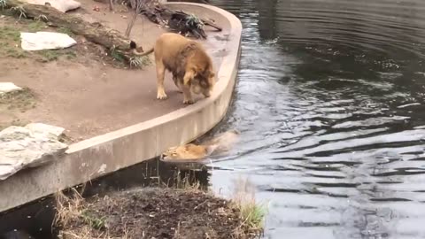 Smart Lion falls into water FUNNY Löwe fällt ins Wasser