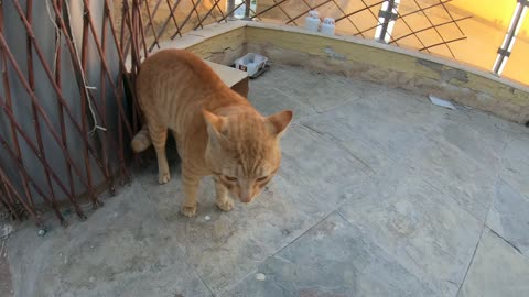 Homeless cats: ED SHEERAN & MICHAEL JACKSON & CHRIS MARTIN #ChrisMartin #MichaelJackson #EdSheeran