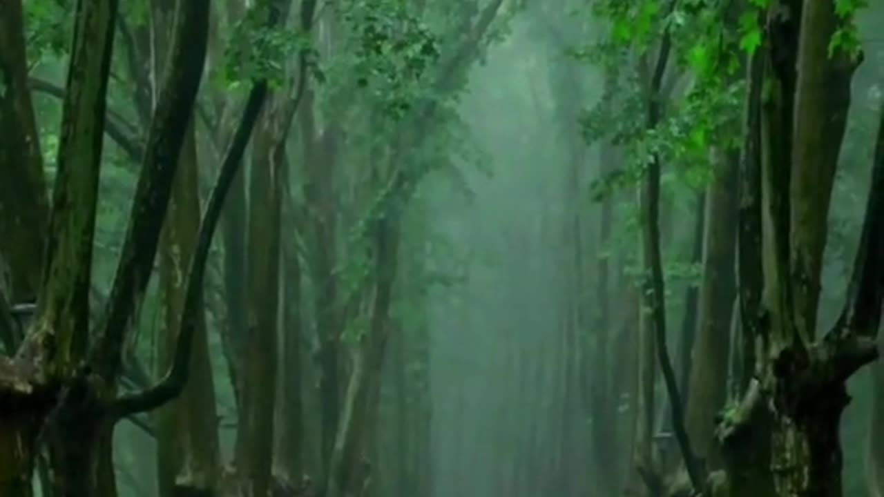 🔴 Relaxing Music 24/7, Sleep Music, Stress Relief Music, Spa, Meditation, Yoga, Zen, Sleeping Music