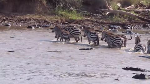 Crocodiles Bite The Face Off Zebra While Crossing Mara River on a Safari in Kenya