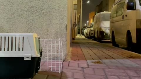Rescue a cat stuck in a can of tuna