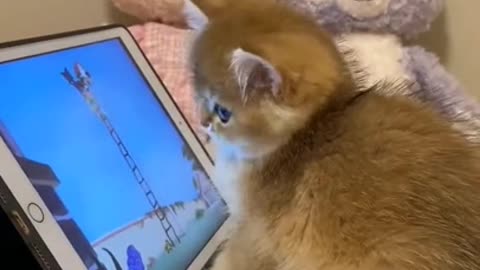 tom's fan