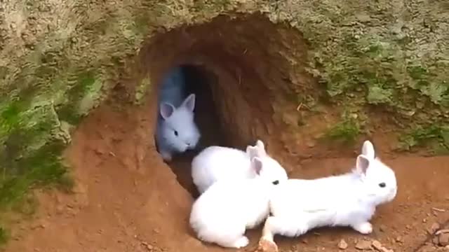 Conejos saliendo de la madriguera, crianza al aire libre. #funn #conejo #rabbits