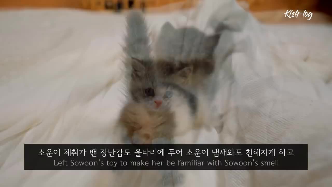 Raising like a Munchkin # kitten and a # Pomeranian puppy - @@@ 10