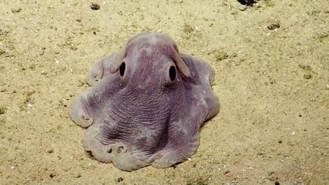 Dumbo Octopus in Action | Nautilus Live