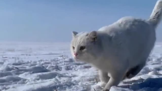 # Cute pet debut plan