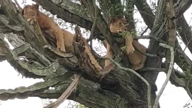 Tree climbing lions in Ishasha #queenelizabethnationalpark #travel #uganda #africa