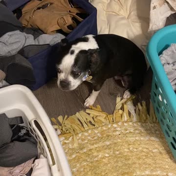 Dog misses mommy and doesn’t know what to do