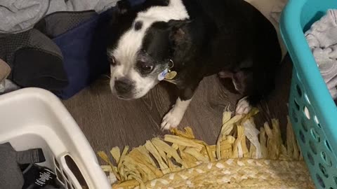 Dog misses mommy and doesn’t know what to do