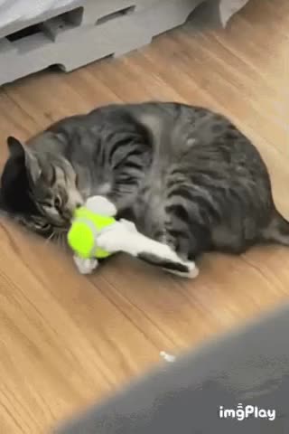 Cute Cat Gif