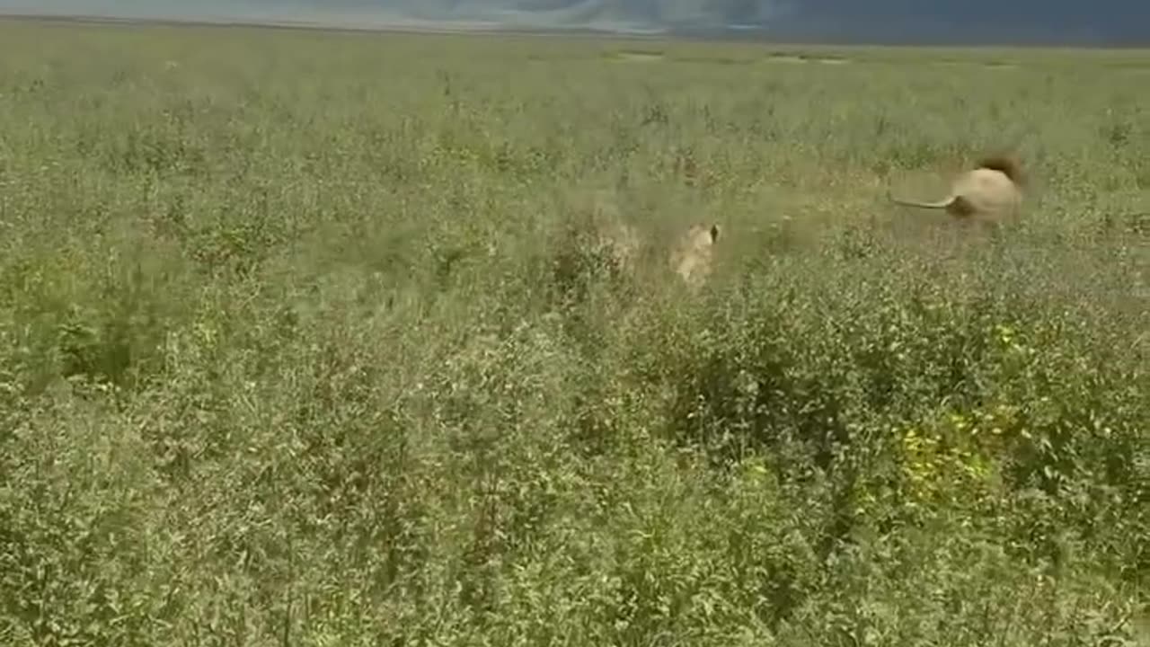 lionesses saves their king from intruder