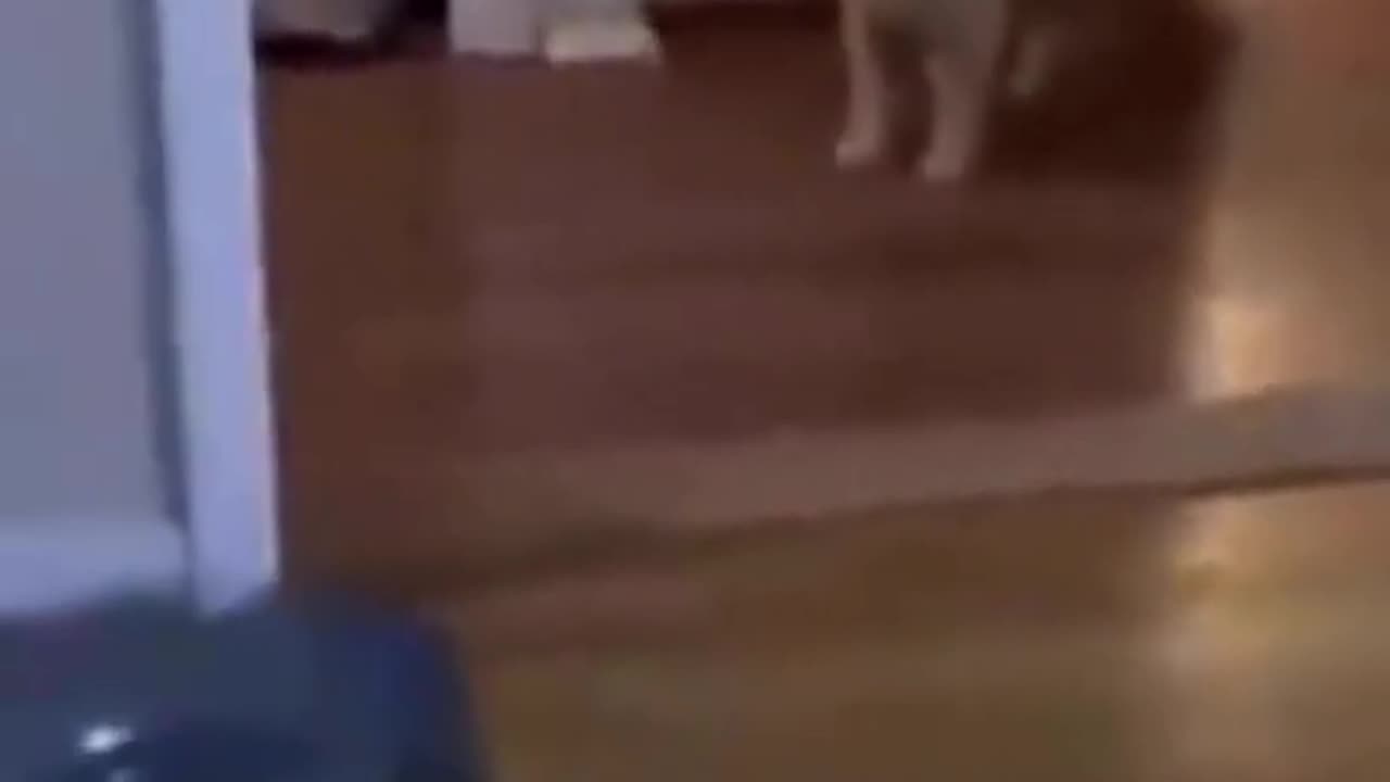 Cat funny video