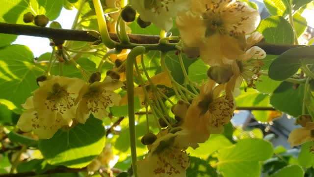 Male Kiwifruit flowers in April - Zone 7B/8A in Georgia