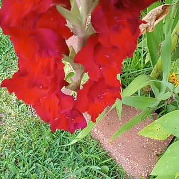 Gladiolus and sunflower