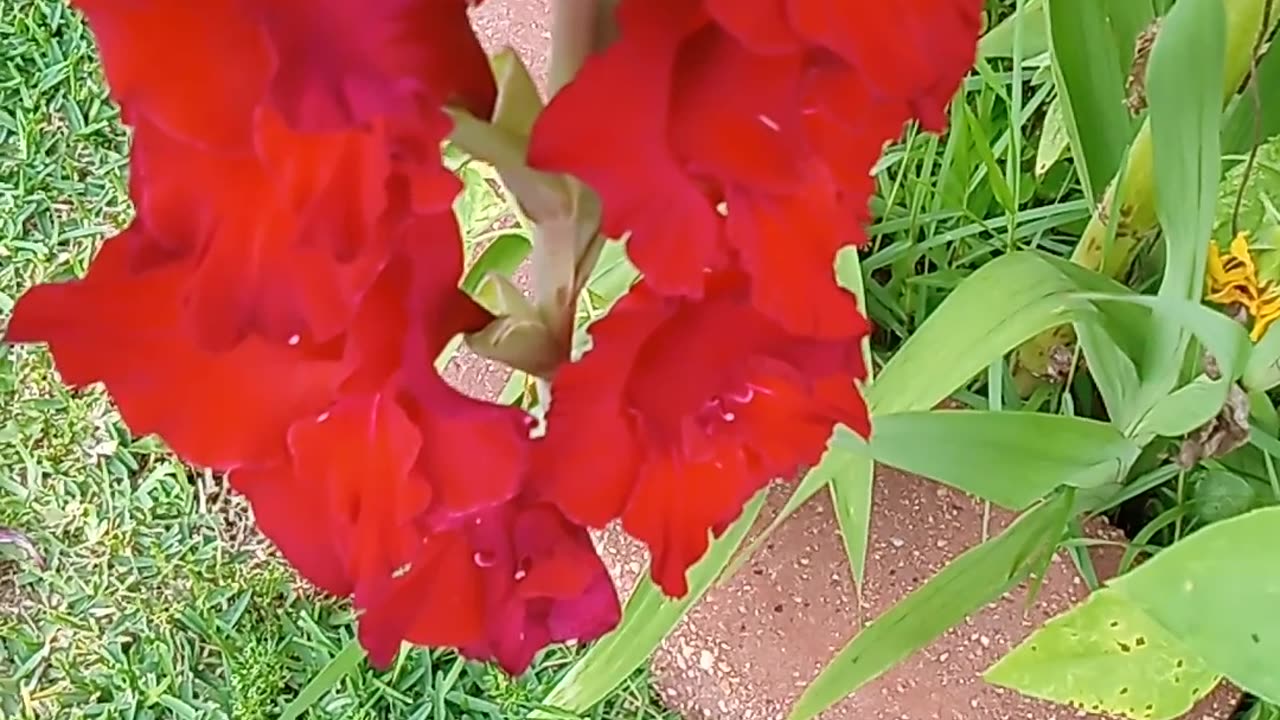Gladiolus and sunflower