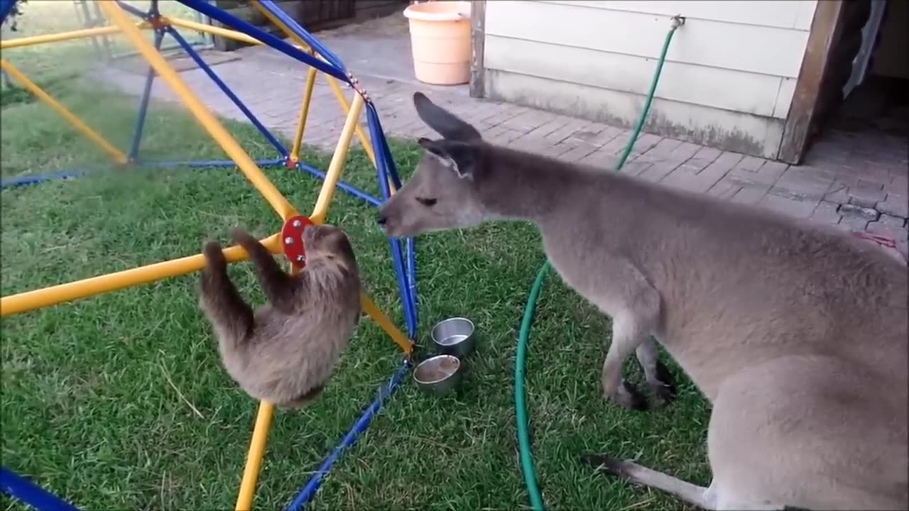 Baby Sloths being sloths