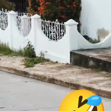 A big spider scared me