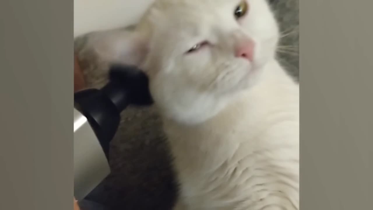 Funniest Cat Videos of the Year😂