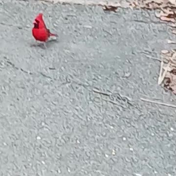 Cardinal kissena park