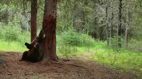 Nature Makes You Happy | BBC Earth