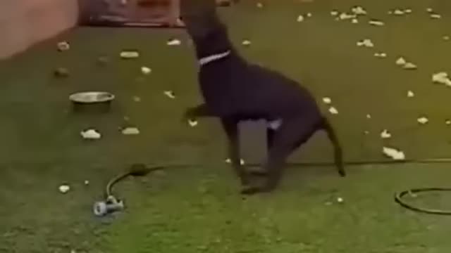 Cute and Funny Animals