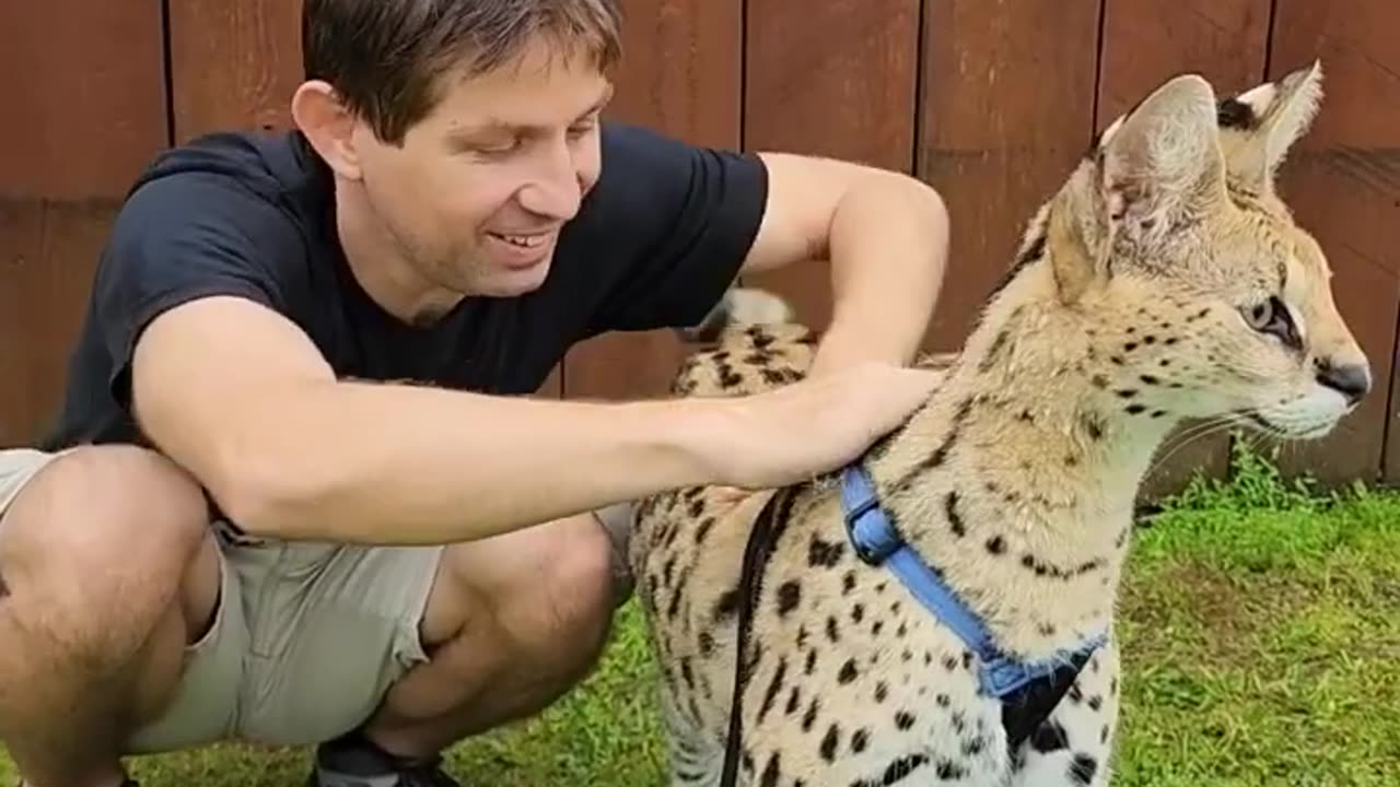 Cute African Serval Cat! #shorts #cats