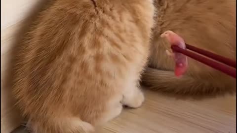 Don't eat is don't eat
