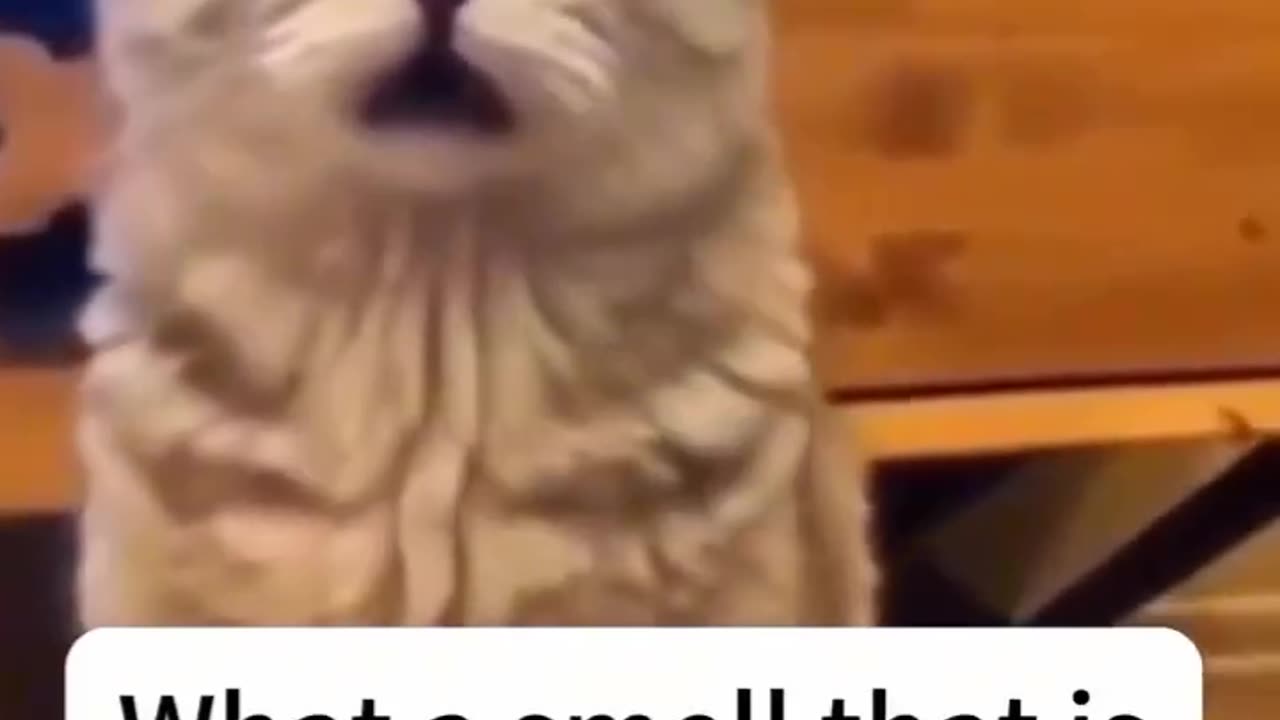 best funny cat